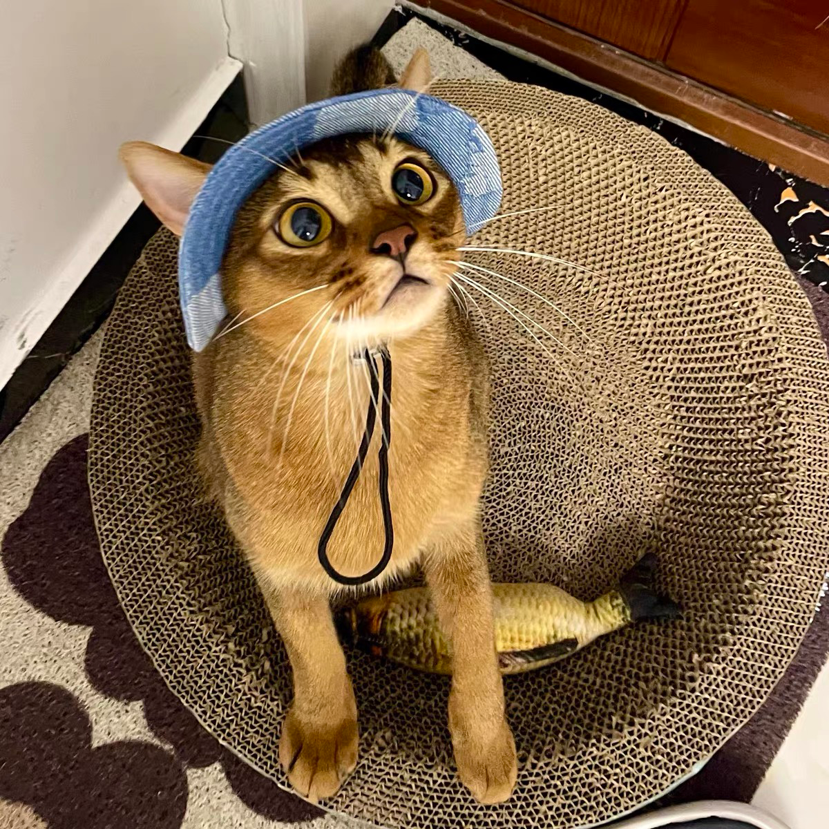 Urban Denim Cat Hat